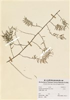 藏品(天門冬)的圖片